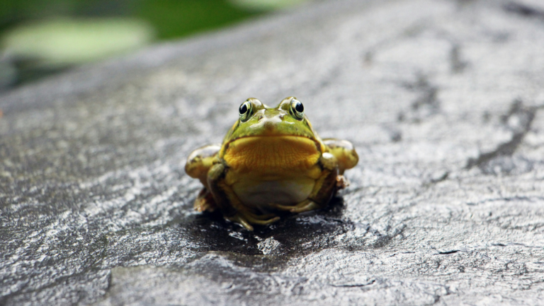 20240202-Frog-Web